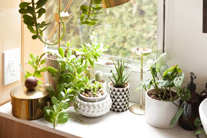 todayplants.com: Evaluating a Plant Care Information Platform todayplants.com